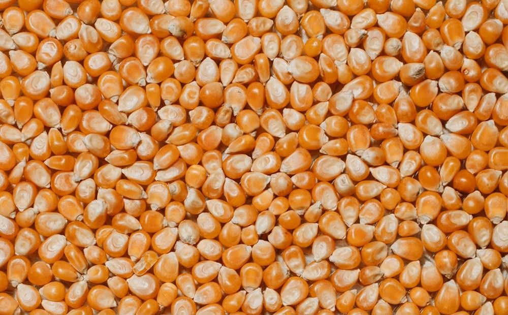 Loose maize seed in bulk