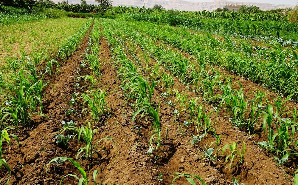 Rows of young maize with an uneven stand