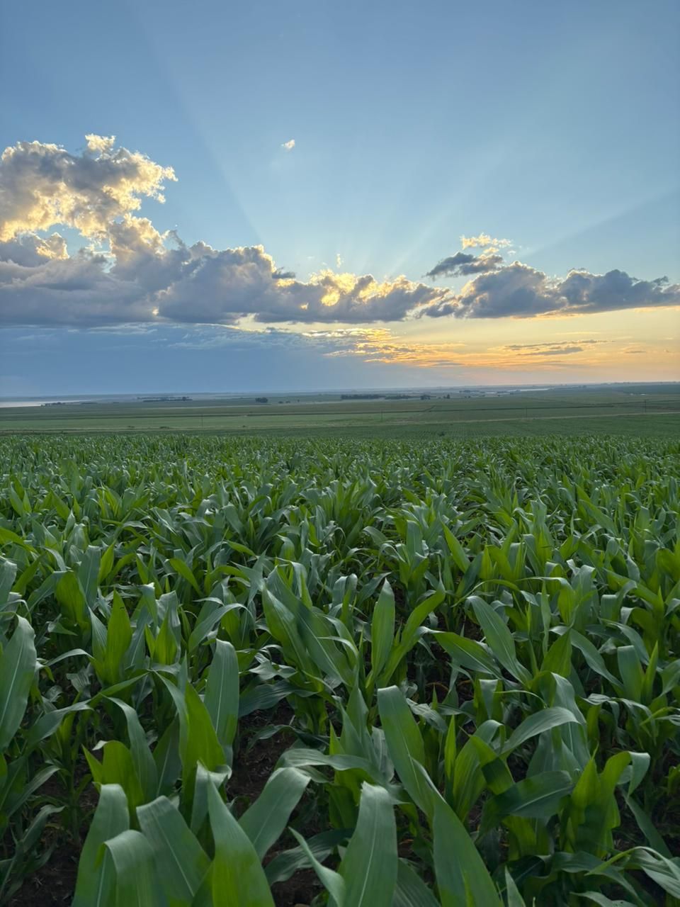 Young maize field at sunset