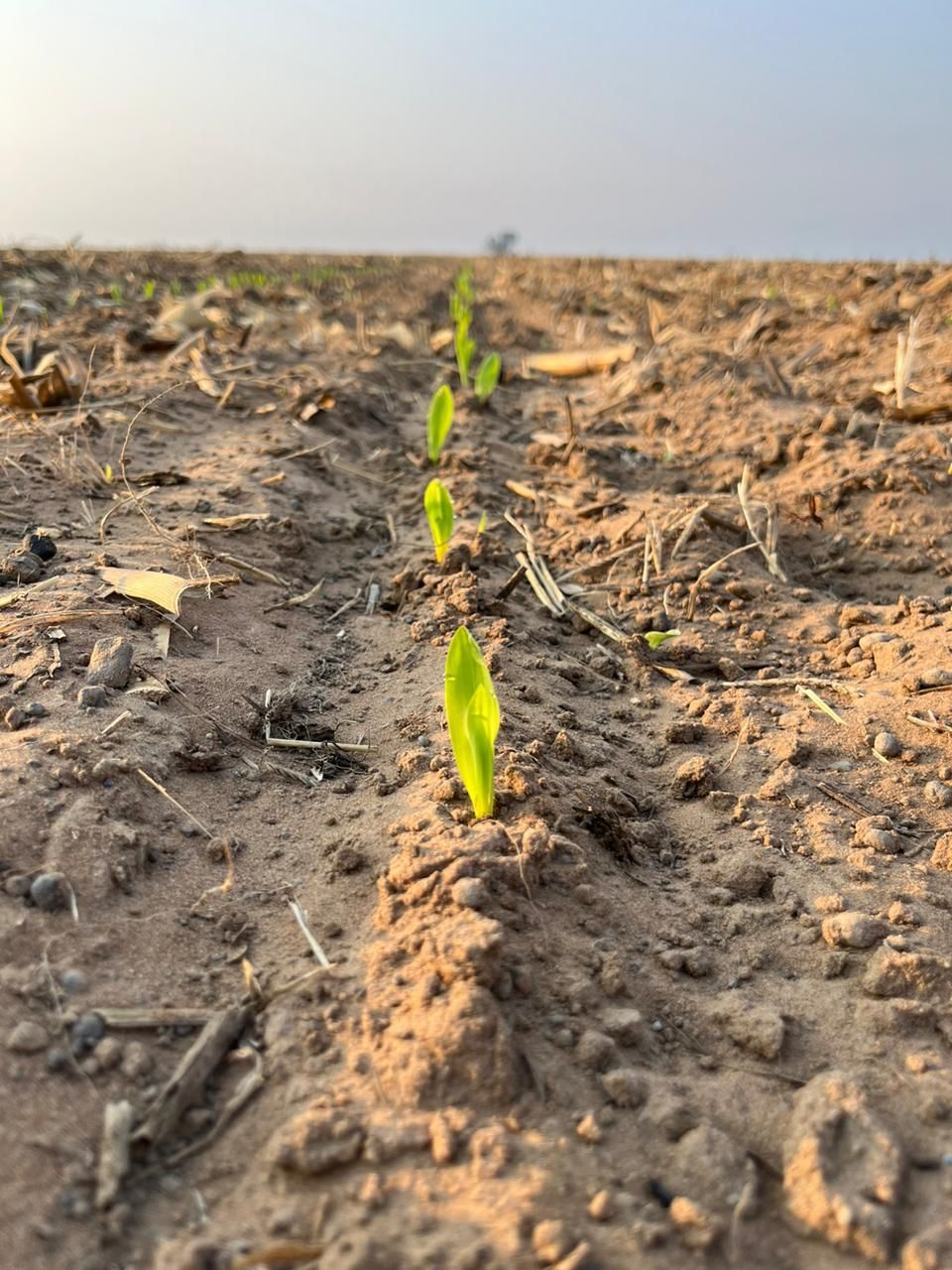 A row of maize seedlings emerging