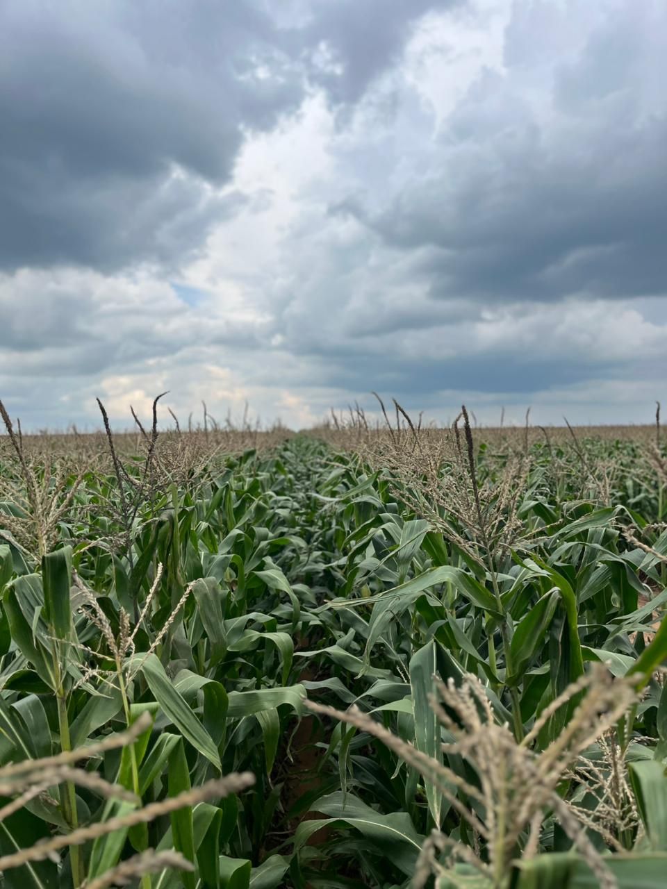 Maize field at tasselling under storm clouds