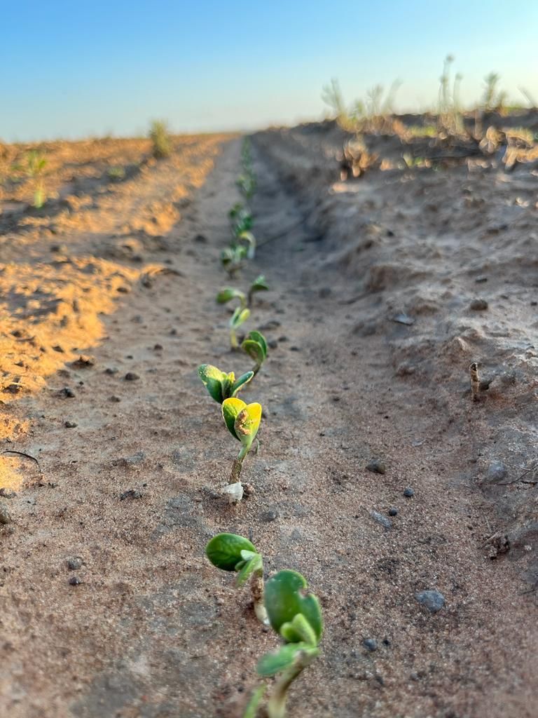 A row of soybean seedlings coming up